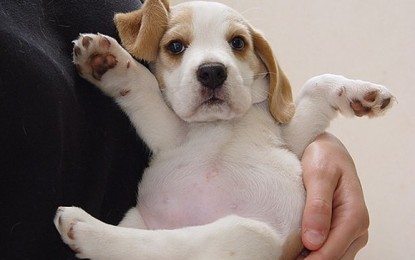 What this puppy can teach you about keeping your hands relaxed.